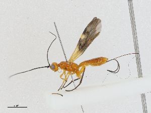  (Pseudodoryctes - CBG-A04508-D03)  @11 [ ] CreativeCommons - Attribution (2023) CBG Photography Group Centre for Biodiversity Genomics