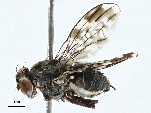  (Cestrotus - BIOUG99480-B11)  @11 [ ] CreativeCommons - Attribution (2023) CBG Photography Group Centre for Biodiversity Genomics