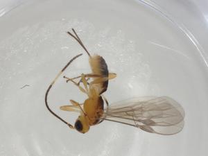  ( - CBG-A03775-A06)  @11 [ ] CreativeCommons - Attribution (2023) Centre for Biodiversity Genomics Centre for Biodiversity Genomics