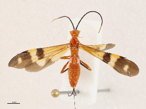  ( - CBG-A05391-B06)  @11 [ ] CreativeCommons - Attribution (2023) CBG Photography Group Centre for Biodiversity Genomics