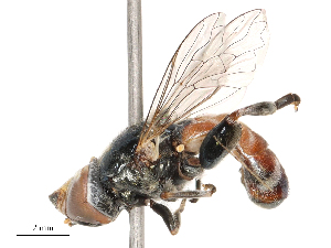  (Eumerus rubidus - CBG-B03413-H03)  @11 [ ] CreativeCommons - Attribution Share - Alike (2025) CBG Photography Group Centre for Biodiversity Genomics