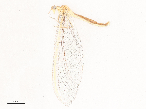  ( - CBG-B03413-H06)  @11 [ ] CreativeCommons - Attribution Share - Alike (2025) CBG Photography Group Centre for Biodiversity Genomics