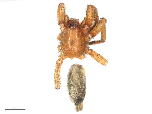  ( - CBG-B03413-H11)  @11 [ ] CreativeCommons - Attribution Share - Alike (2025) CBG Photography Group Centre for Biodiversity Genomics