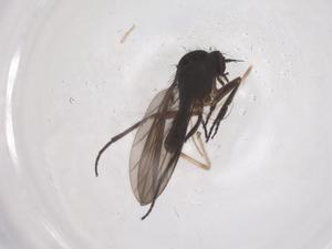  (Atrichopleura - CBG-B04657-F03)  @11 [ ] CreativeCommons - Attribution Share - Alike (2025) Centre for Biodiversity Genomics Centre for Biodiversity Genomics