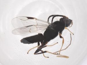  ( - CBG-B04657-H08)  @11 [ ] CreativeCommons - Attribution Share - Alike (2025) Centre for Biodiversity Genomics Centre for Biodiversity Genomics