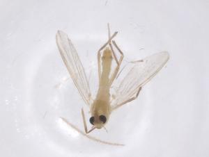  ( - CBG-B04662-C06)  @11 [ ] CreativeCommons - Attribution Share - Alike (2025) Centre for Biodiversity Genomics Centre for Biodiversity Genomics