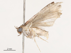  ( - CBG-B04784-A11)  @11 [ ] CreativeCommons - Attribution Share - Alike (2025) CBG Photography Group Centre for Biodiversity Genomics