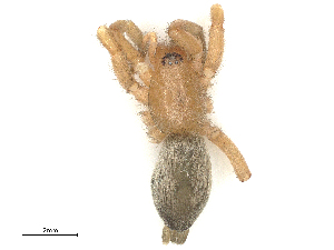  ( - CBG-B04784-H11)  @11 [ ] CreativeCommons - Attribution Share - Alike (2025) CBG Photography Group Centre for Biodiversity Genomics