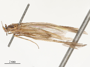  ( - CBG-B04801-A02)  @11 [ ] CreativeCommons - Attribution Share - Alike (2025) CBG Photography Group Centre for Biodiversity Genomics