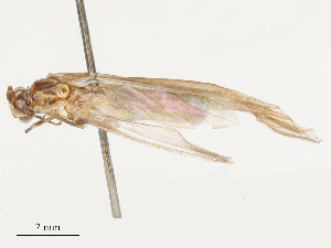  ( - CBG-B04801-A04)  @11 [ ] CreativeCommons - Attribution Share - Alike (2025) CBG Photography Group Centre for Biodiversity Genomics