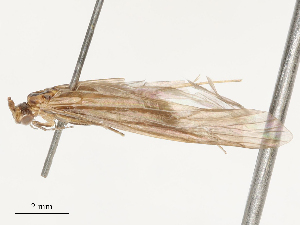  ( - CBG-B04801-A05)  @11 [ ] CreativeCommons - Attribution Share - Alike (2025) CBG Photography Group Centre for Biodiversity Genomics