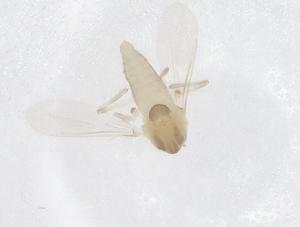  ( - CBG-B22097-D04)  @11 [ ] CreativeCommons - Attribution Share - Alike (2025) Centre for Biodiversity Genomics Centre for Biodiversity Genomics