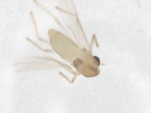  ( - CBG-B22097-F02)  @11 [ ] CreativeCommons - Attribution Share - Alike (2025) Centre for Biodiversity Genomics Centre for Biodiversity Genomics