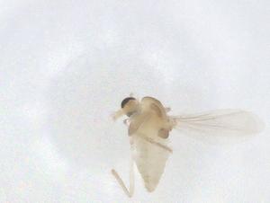  ( - CBG-B22100-C11)  @11 [ ] CreativeCommons - Attribution Share - Alike (2025) Centre for Biodiversity Genomics Centre for Biodiversity Genomics