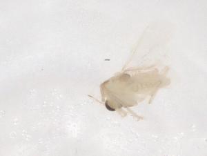  ( - CBG-B22101-A02)  @11 [ ] CreativeCommons - Attribution Share - Alike (2025) Centre for Biodiversity Genomics Centre for Biodiversity Genomics