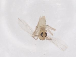  ( - CBG-B22101-C07)  @11 [ ] CreativeCommons - Attribution Share - Alike (2025) Centre for Biodiversity Genomics Centre for Biodiversity Genomics