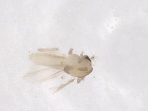  ( - CBG-B22101-F05)  @11 [ ] CreativeCommons - Attribution Share - Alike (2025) Centre for Biodiversity Genomics Centre for Biodiversity Genomics