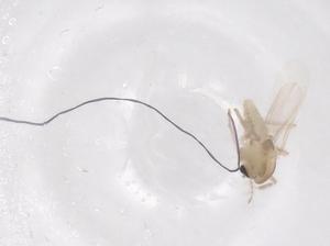  ( - CBG-B22101-F09)  @11 [ ] CreativeCommons - Attribution Share - Alike (2025) Centre for Biodiversity Genomics Centre for Biodiversity Genomics