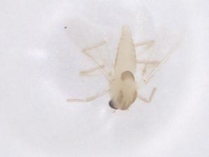  ( - CBG-B22549-B05)  @11 [ ] CreativeCommons - Attribution Share - Alike (2025) Centre for Biodiversity Genomics Centre for Biodiversity Genomics