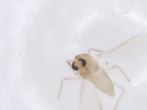  ( - CBG-B22549-D07)  @11 [ ] CreativeCommons - Attribution Share - Alike (2025) Centre for Biodiversity Genomics Centre for Biodiversity Genomics