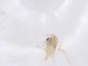  ( - CBG-B22549-D11)  @11 [ ] CreativeCommons - Attribution Share - Alike (2025) Centre for Biodiversity Genomics Centre for Biodiversity Genomics