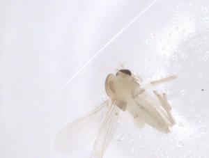  ( - CBG-B22549-F08)  @11 [ ] CreativeCommons - Attribution Share - Alike (2025) Centre for Biodiversity Genomics Centre for Biodiversity Genomics