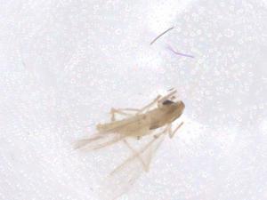  ( - CBG-B22549-G07)  @11 [ ] CreativeCommons - Attribution Share - Alike (2025) Centre for Biodiversity Genomics Centre for Biodiversity Genomics