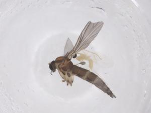  ( - CBG-B00165-B05)  @11 [ ] CreativeCommons - Attribution Share - Alike (2025) Centre for Biodiversity Genomics Centre for Biodiversity Genomics