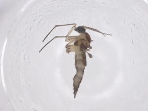  ( - CBG-B00165-D02)  @11 [ ] CreativeCommons - Attribution Share - Alike (2025) Centre for Biodiversity Genomics Centre for Biodiversity Genomics