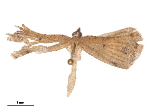  ( - CBG-B00187-A02)  @11 [ ] CreativeCommons - Attribution Share - Alike (2025) CBG Photography Group Centre for Biodiversity Genomics