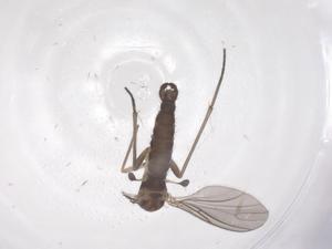  ( - CBG-B01968-D12)  @11 [ ] CreativeCommons - Attribution Share - Alike (2025) Centre for Biodiversity Genomics Centre for Biodiversity Genomics