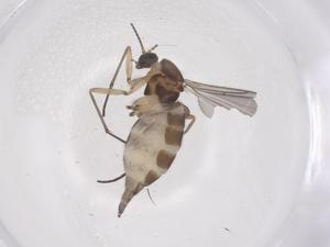  ( - CBG-B01968-E09)  @11 [ ] CreativeCommons - Attribution Share - Alike (2025) Centre for Biodiversity Genomics Centre for Biodiversity Genomics