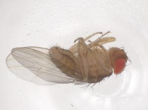  (Zaprionus tuberculatus - CBG-B01968-H07)  @11 [ ] CreativeCommons - Attribution Share - Alike (2025) Centre for Biodiversity Genomics Centre for Biodiversity Genomics