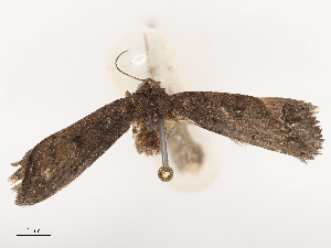  ( - CBG-B04686-B12)  @11 [ ] CreativeCommons - Attribution Share - Alike (2025) CBG Photography Group Centre for Biodiversity Genomics