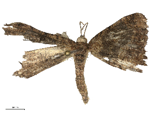  ( - CBG-B04686-C01)  @11 [ ] CreativeCommons - Attribution Share - Alike (2025) CBG Photography Group Centre for Biodiversity Genomics