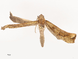  ( - CBG-B04686-C03)  @11 [ ] CreativeCommons - Attribution Share - Alike (2025) CBG Photography Group Centre for Biodiversity Genomics