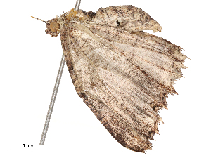  ( - CBG-B04686-C04)  @11 [ ] CreativeCommons - Attribution Share - Alike (2025) CBG Photography Group Centre for Biodiversity Genomics