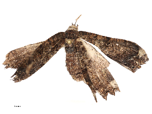  ( - CBG-B04686-C05)  @11 [ ] CreativeCommons - Attribution Share - Alike (2025) CBG Photography Group Centre for Biodiversity Genomics