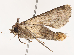  ( - CBG-B04686-H08)  @11 [ ] CreativeCommons - Attribution Share - Alike (2025) CBG Photography Group Centre for Biodiversity Genomics