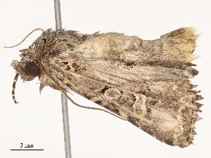  ( - CBG-B04686-H10)  @11 [ ] CreativeCommons - Attribution Share - Alike (2025) CBG Photography Group Centre for Biodiversity Genomics