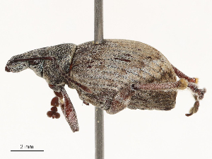  (Pyctoderes - CBG-B04801-H10)  @11 [ ] CreativeCommons - Attribution Share - Alike (2025) CBG Photography Group Centre for Biodiversity Genomics