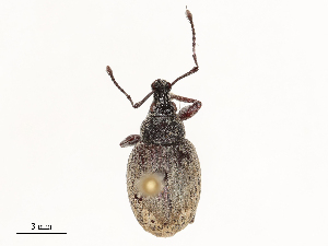  ( - CBG-B04805-F07)  @11 [ ] CreativeCommons - Attribution Share - Alike (2025) CBG Photography Group Centre for Biodiversity Genomics