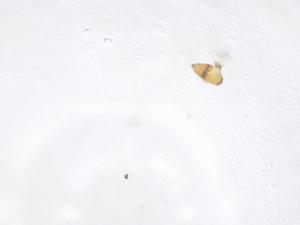  ( - CBG-B22555-B01)  @11 [ ] CreativeCommons - Attribution Share - Alike (2025) Centre for Biodiversity Genomics Centre for Biodiversity Genomics