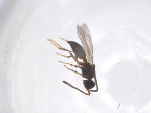  ( - CBG-B22555-H05)  @11 [ ] CreativeCommons - Attribution Share - Alike (2025) Centre for Biodiversity Genomics Centre for Biodiversity Genomics