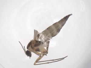  ( - CBG-B23728-A12)  @11 [ ] CreativeCommons - Attribution Share - Alike (2025) Centre for Biodiversity Genomics Centre for Biodiversity Genomics