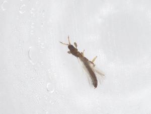  (Synaptothrips - CBG-B23729-E10)  @11 [ ] CreativeCommons - Attribution Share - Alike (2025) Centre for Biodiversity Genomics Centre for Biodiversity Genomics