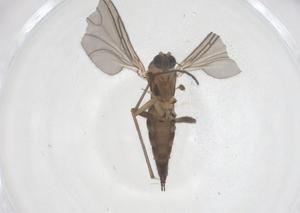  ( - CBG-B23731-B02)  @11 [ ] CreativeCommons - Attribution Share - Alike (2025) Centre for Biodiversity Genomics Centre for Biodiversity Genomics