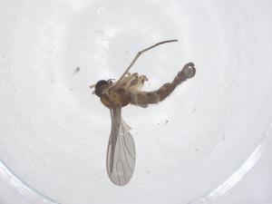  ( - CBG-B23731-E10)  @11 [ ] CreativeCommons - Attribution Share - Alike (2025) Centre for Biodiversity Genomics Centre for Biodiversity Genomics