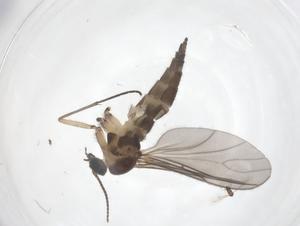  ( - CBG-B23731-H05)  @11 [ ] CreativeCommons - Attribution Share - Alike (2025) Centre for Biodiversity Genomics Centre for Biodiversity Genomics