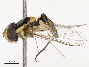  (Allograpta fuscotibialis - CBG-B07467-B04)  @11 [ ] CreativeCommons - Attribution Share - Alike (2025) CBG Photography Group Centre for Biodiversity Genomics